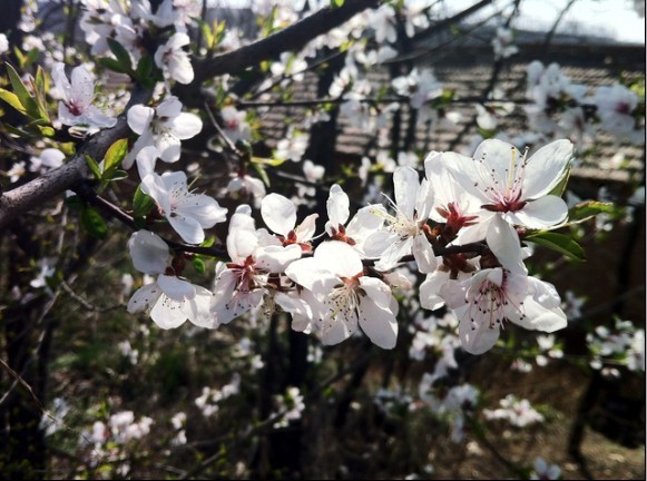 桃花坞
