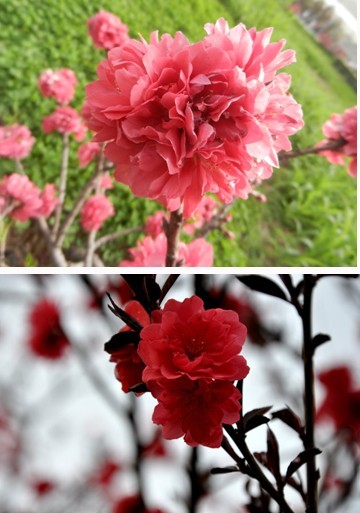 桃花