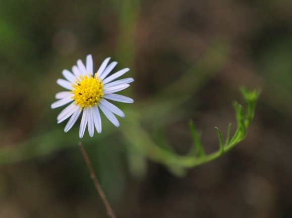 野山菊之梦
