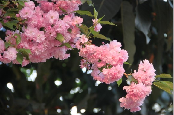花满枝头