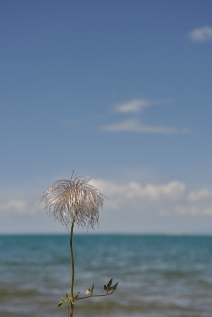 青海湖边的蒲公英