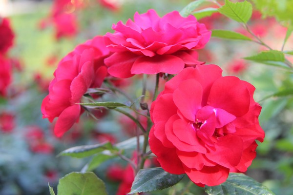月季花