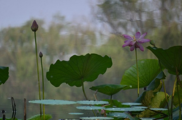 荷花