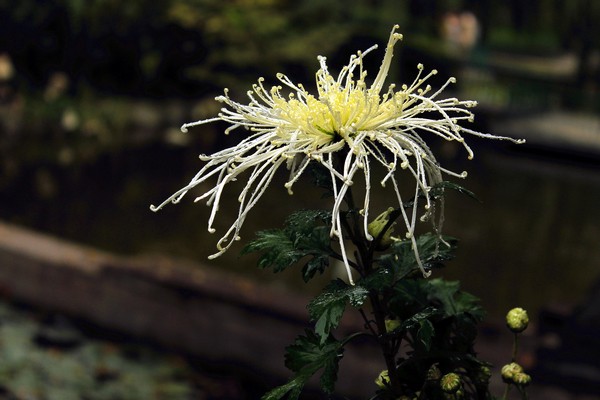 雨后金菊