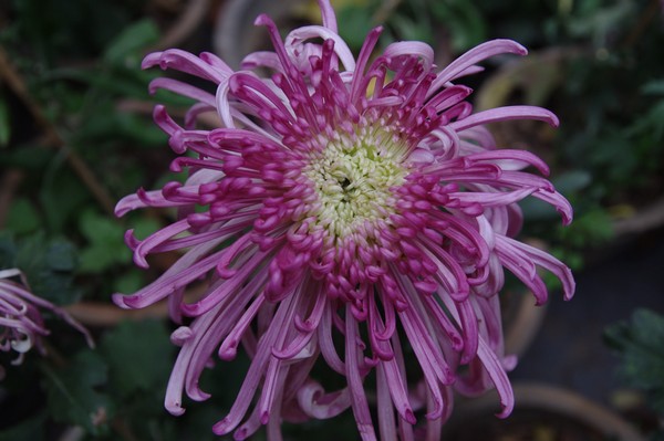 秋菊