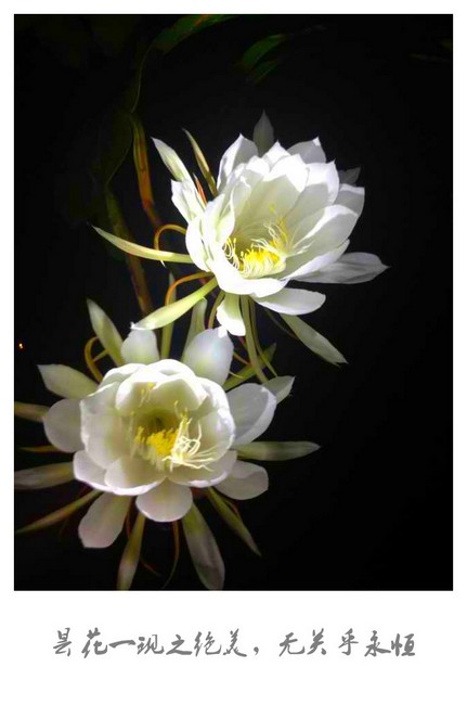 昙花一现