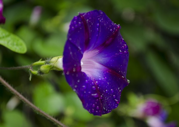 牵牛花