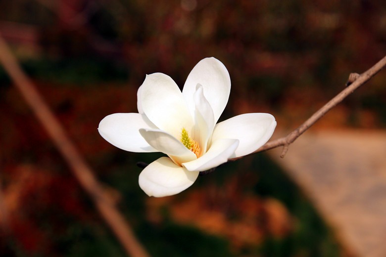 玉兰花开