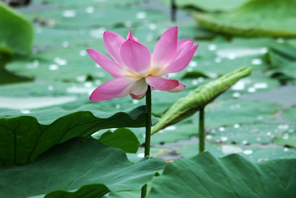 荷花