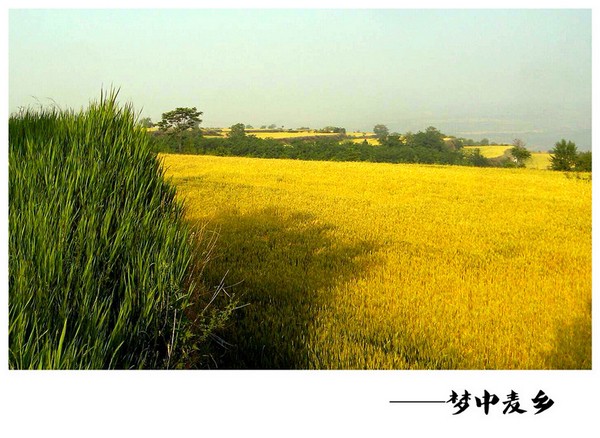 梦中麦乡