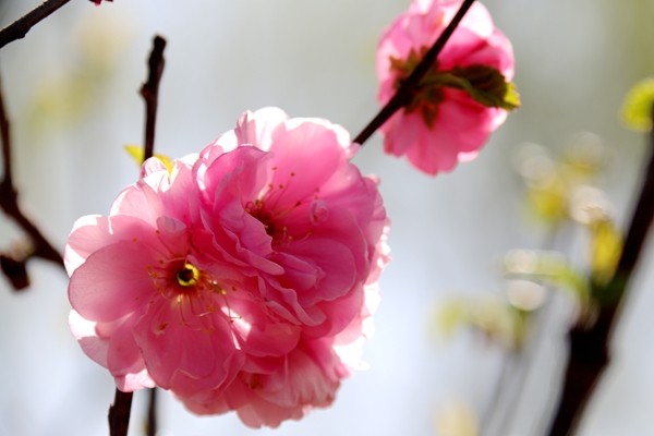 花的芬芳