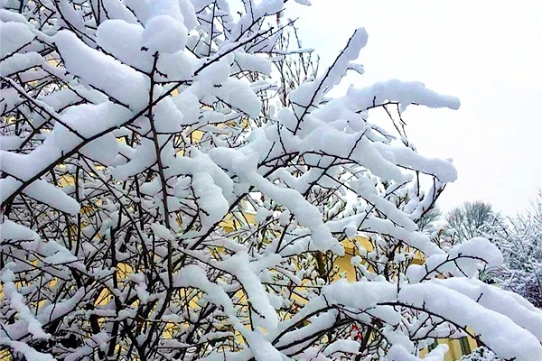 院子里的雪