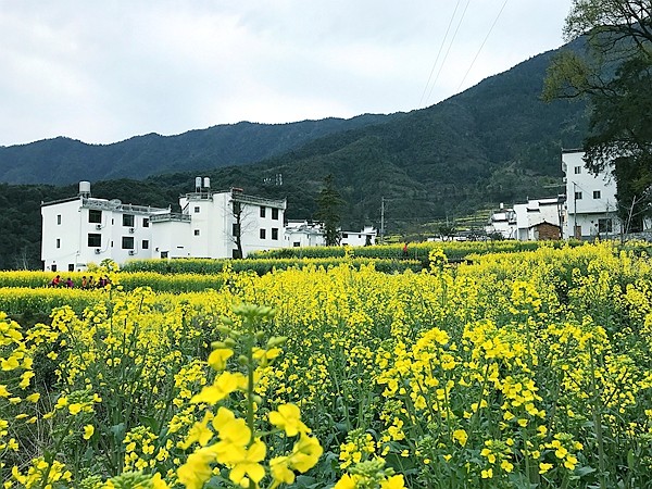 婺源油菜花海