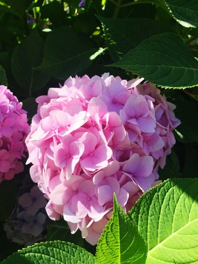 吐露芬芳